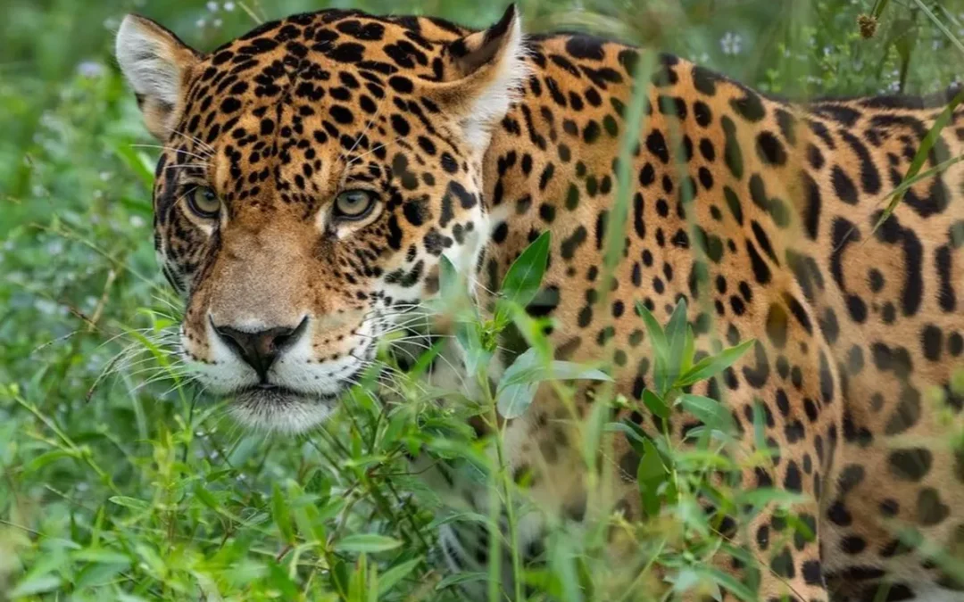 Jujuy anuncia que por primera vez en las cse estudiará a la especie utilizando tecnología satelital